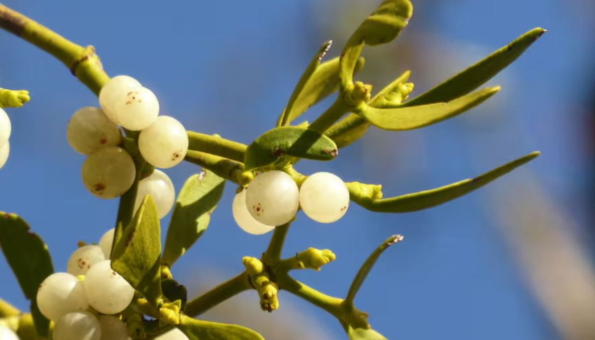 Mu&eacute;rdago europeo tiene bayas blancas.