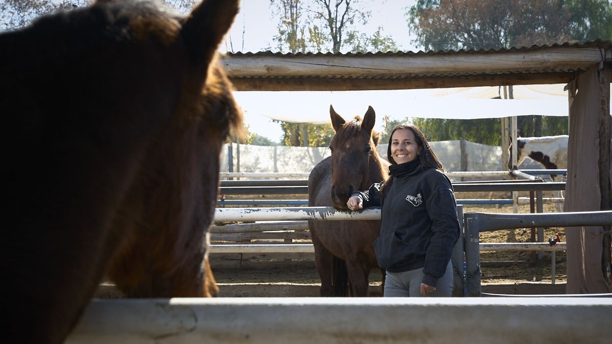 Junto a Armeline, el resto de los caballos presta atención para ver si también consiguen algún premio. Junto a Armeline, el resto de los caballos presta atención para ver si también consiguen algún premio.