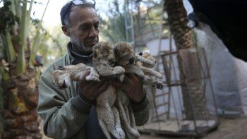 Murieron cuatro leones bebés congelados, en el 
