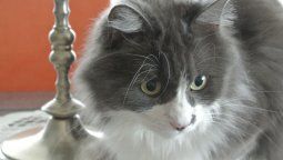 Viral: el video del gato que le habla a su abuela