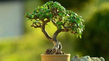 Árbol de jade: cuál es el mejor momento para podarlo y evitar la llegada de las plagas