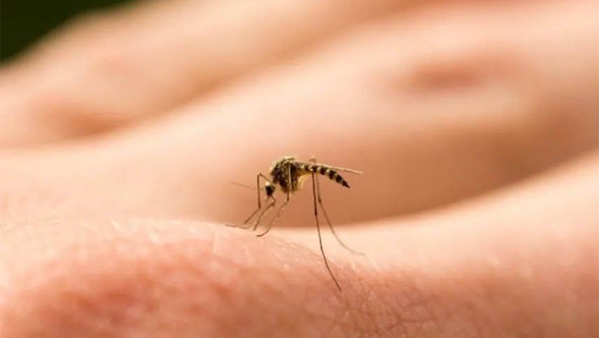 Reapareció el mosquito tigre, portador de 22 virus