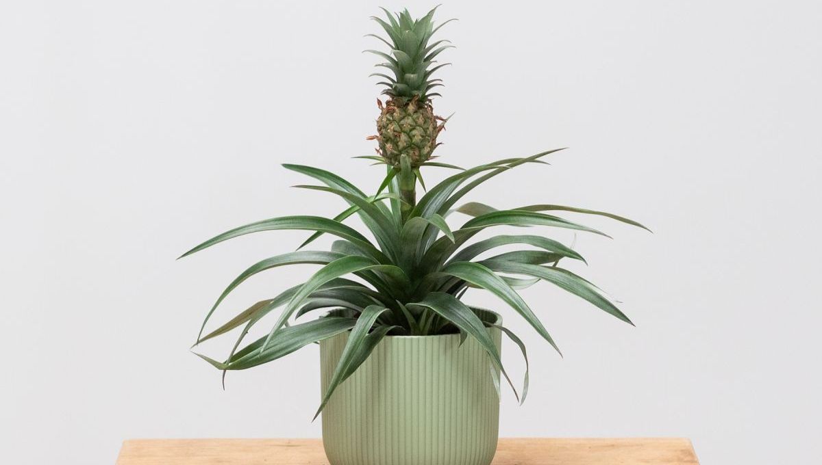 Cómo crear un bonsái de una piña o piñón y usarlo como objeto decorativo