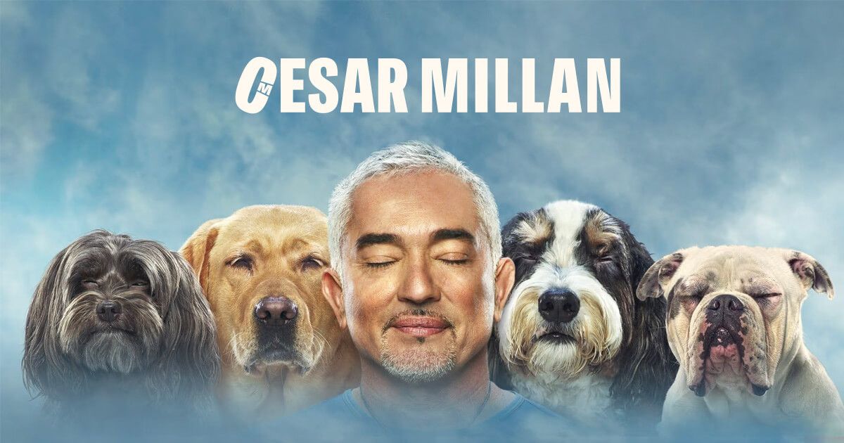 En 2021 se estrenó el reality César Millán: mejores humanos, mejores perros. Por el momento tiene cinco temporadas. En 2021 se estrenó el reality César Millán: mejores humanos, mejores perros. Por el momento tiene cinco temporadas.