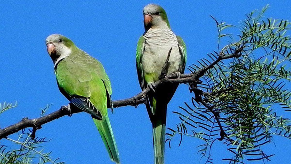 En Mendoza, se han detectado 11 casos de psitacosis en menos de un mes y estimal que habrá casos hasta abril. Imagen ilustrativa de Internet.