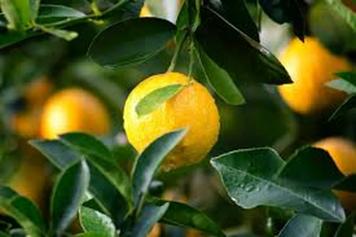 Un truco casero muy efectivo para maximizar la producción de limones es encalar el tronco de su limonero