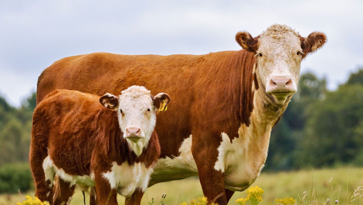 El día que Argentina clonó vacas con un objetivo vital que pocos conocían