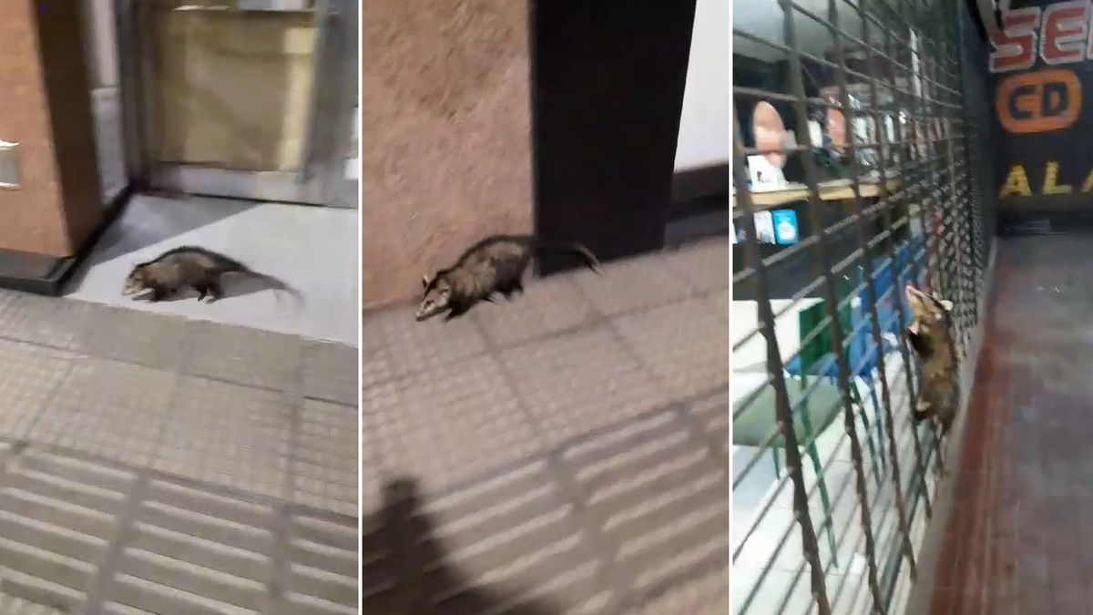 La zarigüeya caminaba por calle Colón y Mitre, de Capital, donde fue capturada por Preventores. La zarigüeya caminaba por calle Colón y Mitre, de Capital, donde fue capturada por Preventores.
