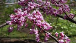 3 árboles de rápido crecimiento para cultivar en tu jardín.