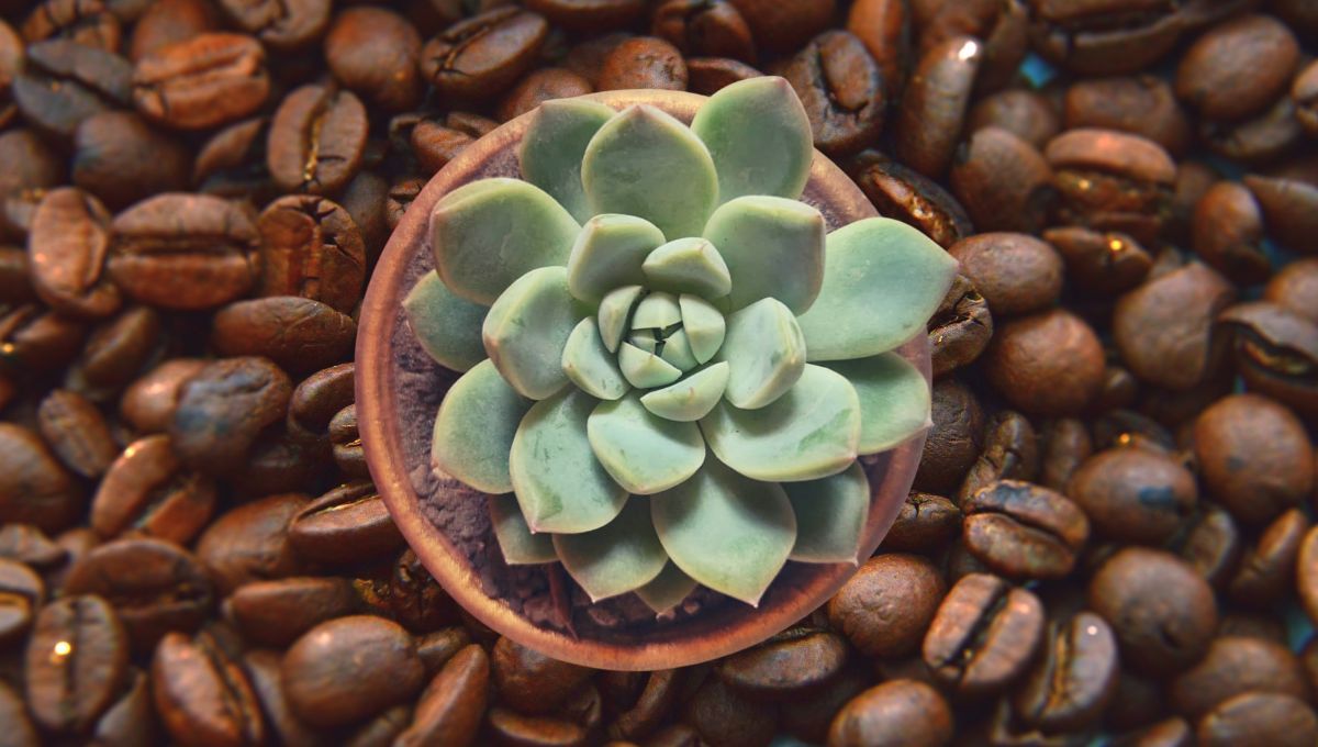 Cómo acelerar el crecimiento de las plantas con un poco de café
