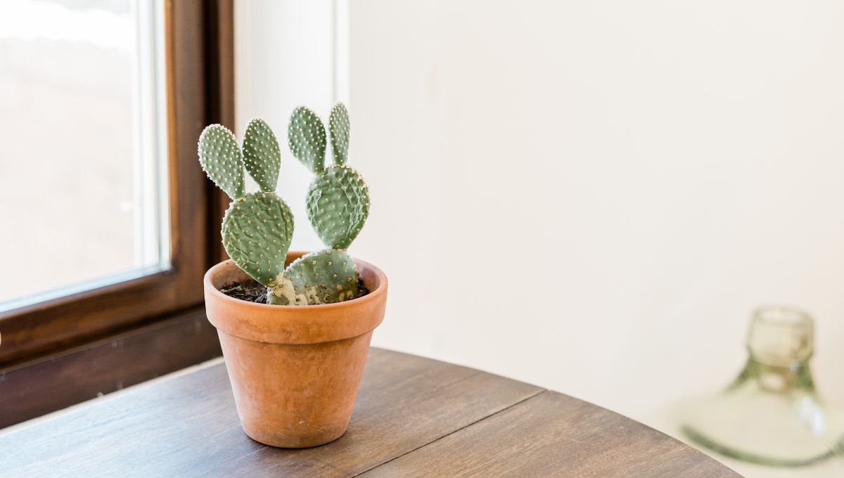 Eliminar hongos del cactus Eliminar hongos del cactus