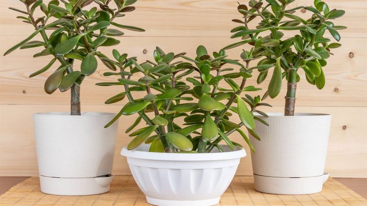 Beneficio de tener un Árbol de Jade. Beneficio de tener un Árbol de Jade.