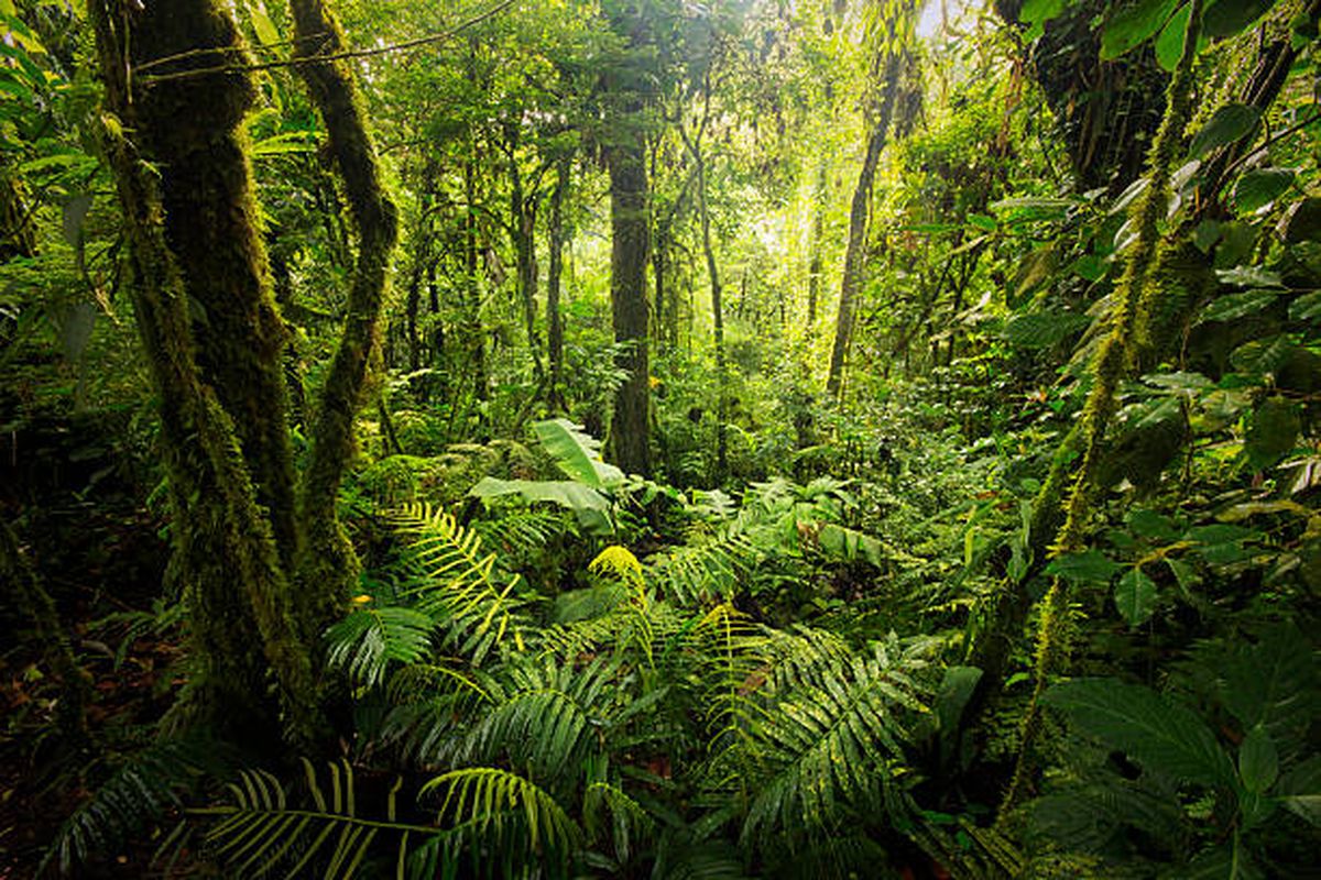 Costa Rica logró detener la deforestación y cuidar sus bosques.