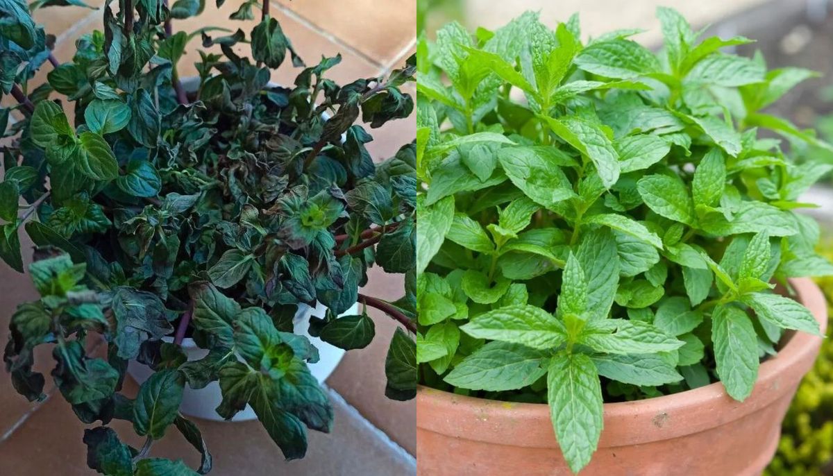 Qué debo hacer si mi planta de menta se seca este verano