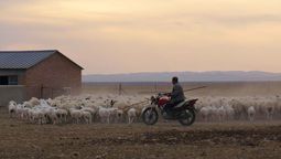 buscan 2 pastores para trabajar en el desierto y no paran de recibir solicitudes por las buenas condiciones