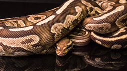 Una serpiente de gran tamaño fue descubierta en los Estados Unidos