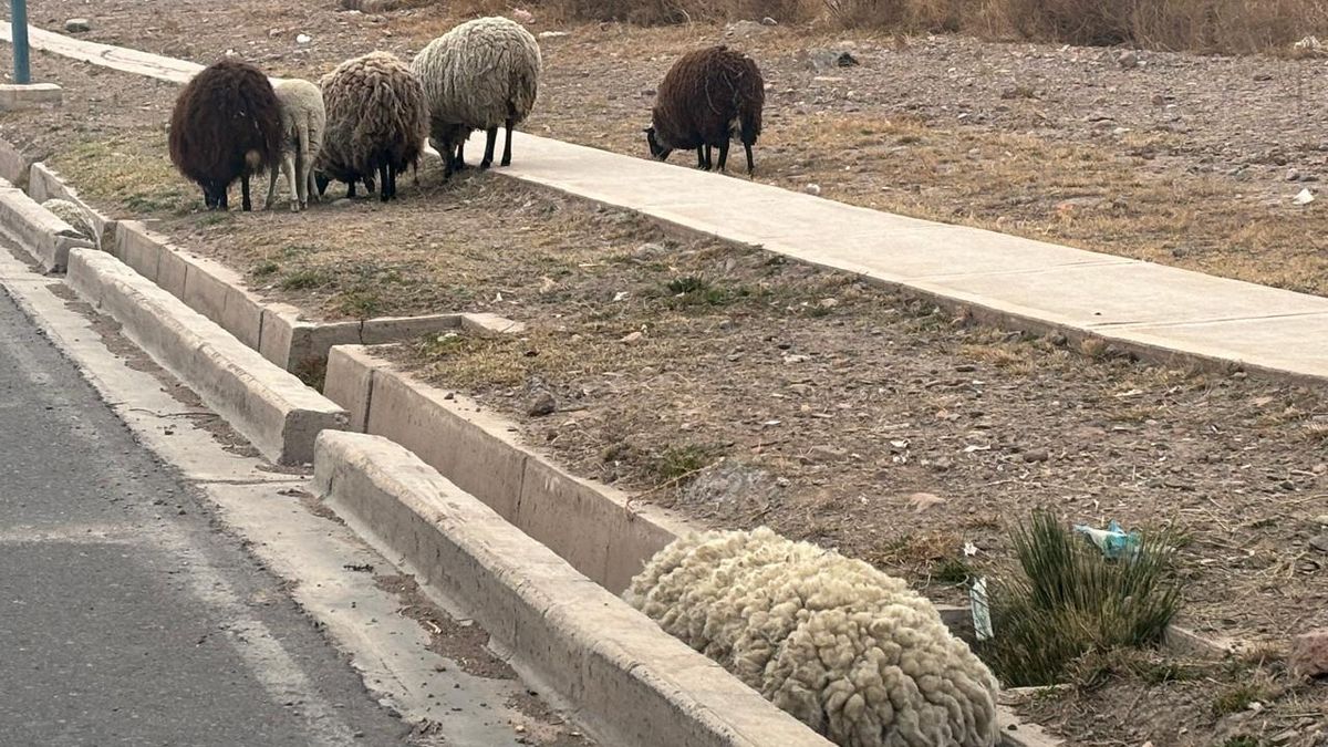 Algunos indicaron que los animales escaparon del corral de un puesto cercano al corredor Marciano Cantero, en Godoy Cruz. Algunos indicaron que los animales escaparon del corral de un puesto cercano al corredor Marciano Cantero, en Godoy Cruz.