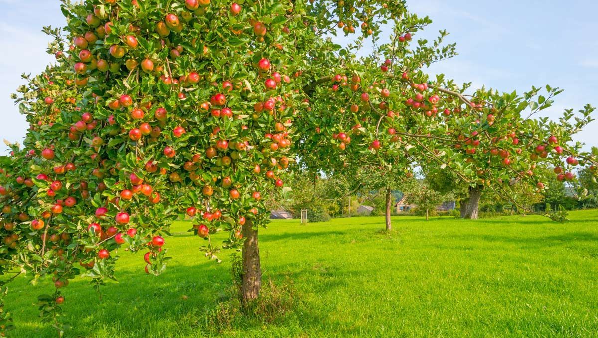 Con los cuidados adecuados este árbol puede vivir más de 100 años Con los cuidados adecuados este árbol puede vivir más de 100 años