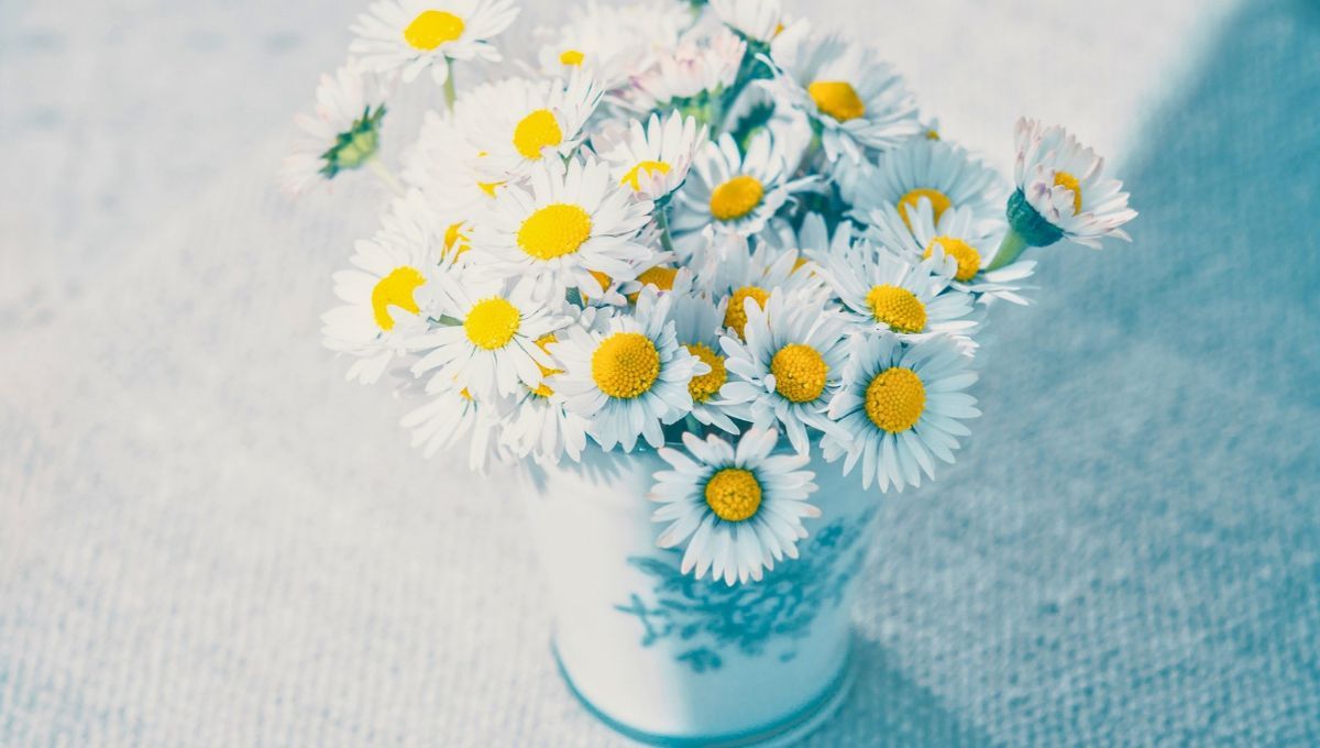 Es una flor muy relacionada con la primavera, el renacer y las nuevas etapas de la vida. Es una flor muy relacionada con la primavera, el renacer y las nuevas etapas de la vida.