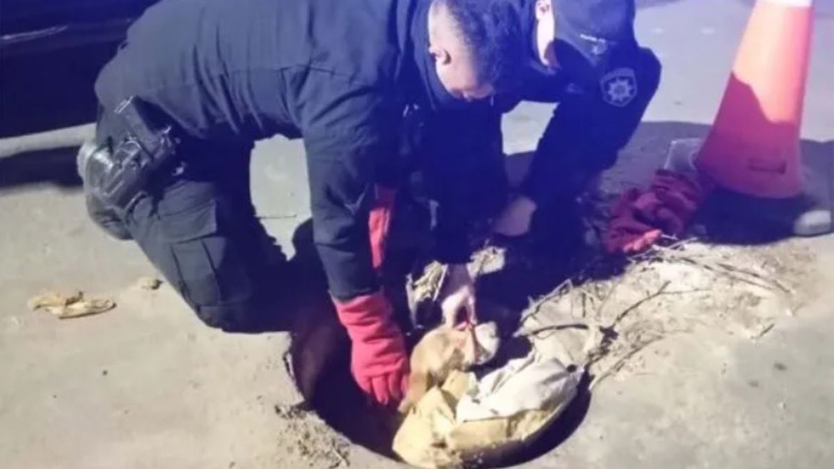 Salvaron a un perro que cayó a una boca de tormenta