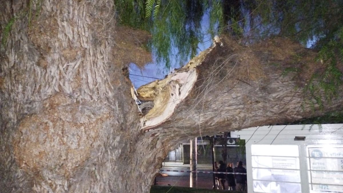 La enorme rama cayó sobre la garita del estacionamiento de calle Reconquista, en el sector Norte de la terminal de ómnibus. La enorme rama cayó sobre la garita del estacionamiento de calle Reconquista, en el sector Norte de la terminal de ómnibus.