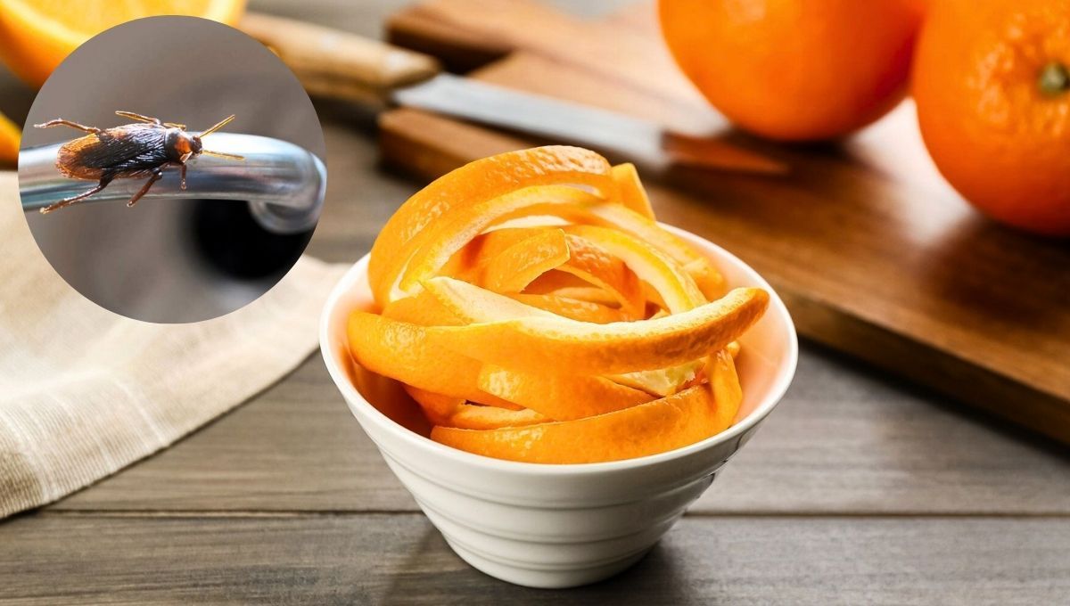 Las cucarachas pueden ser ahuyentadas fácilmente gracias a la cáscara de naranja