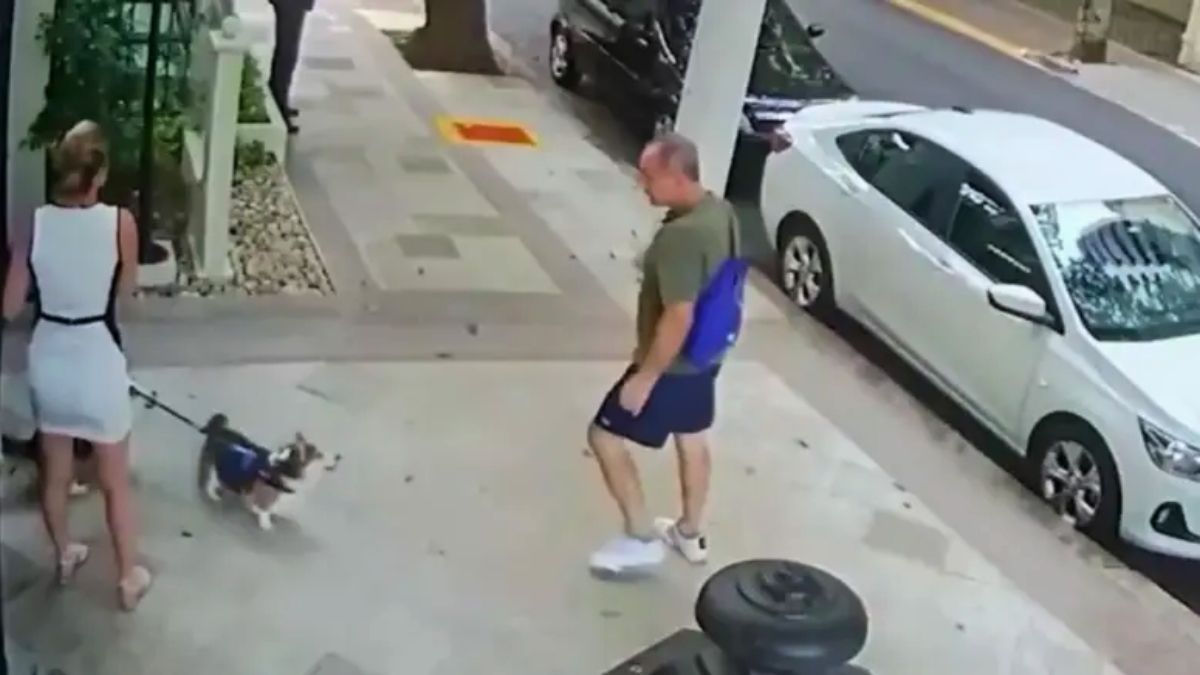 El momento en que el hombre pateó los perros en Brasil.