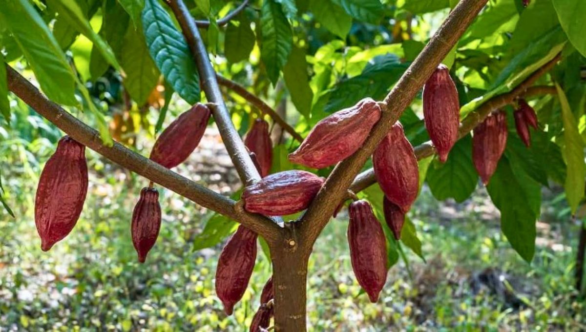 ¿Cómo se llama el árbol de donde provine el chocolate? Pocos saben su nombre