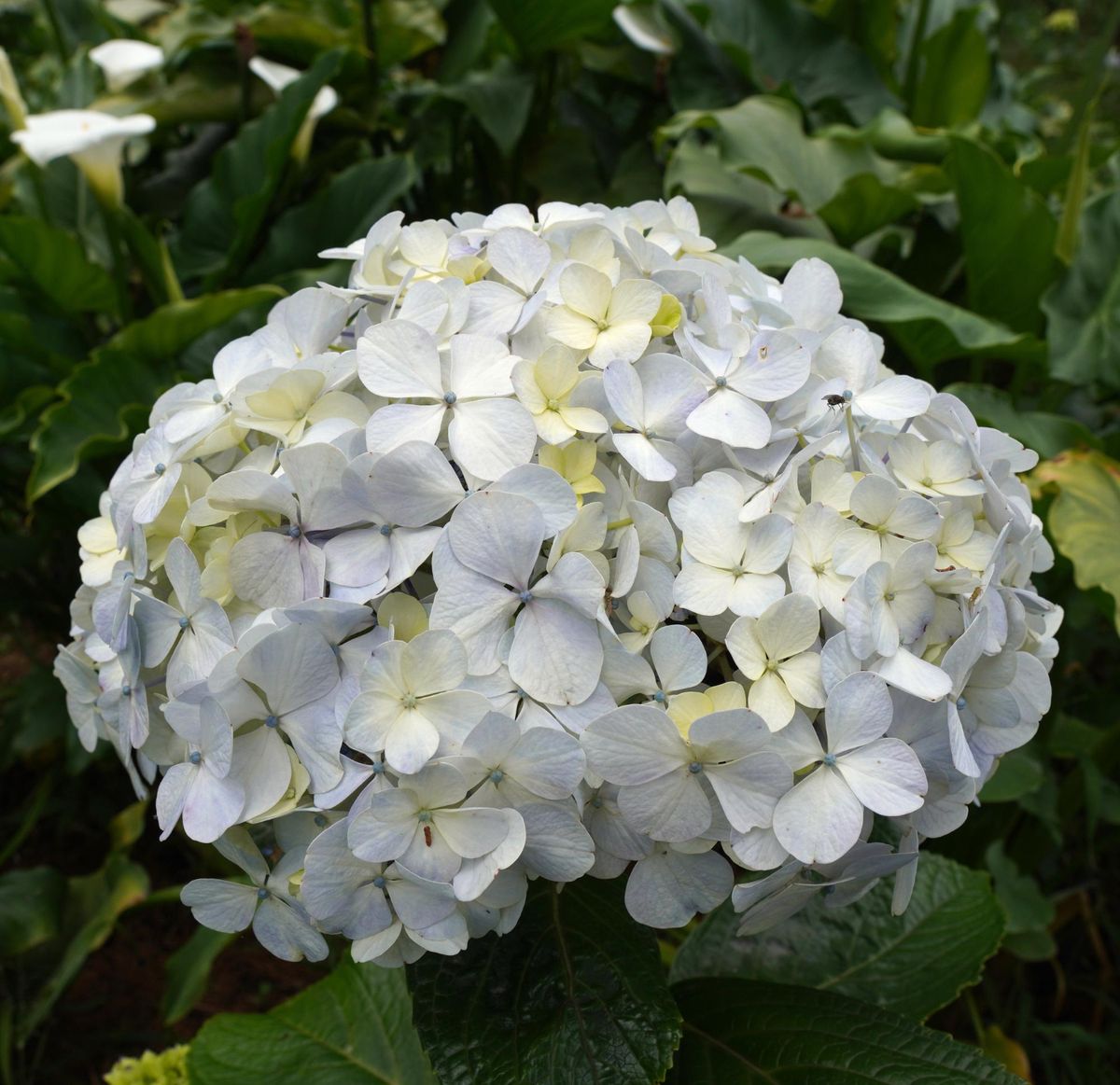 El g&eacute;nero Hydrangea incluye plantas ornamentales, com&uacute;nmente conocidas como hortensias. Imagen: Freepik.