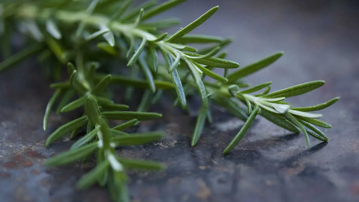 El romero mejora la memoria, segun Harvard.
