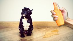 ¿Cómo evitar que un perro siga haciendo pis dentro de la casa?