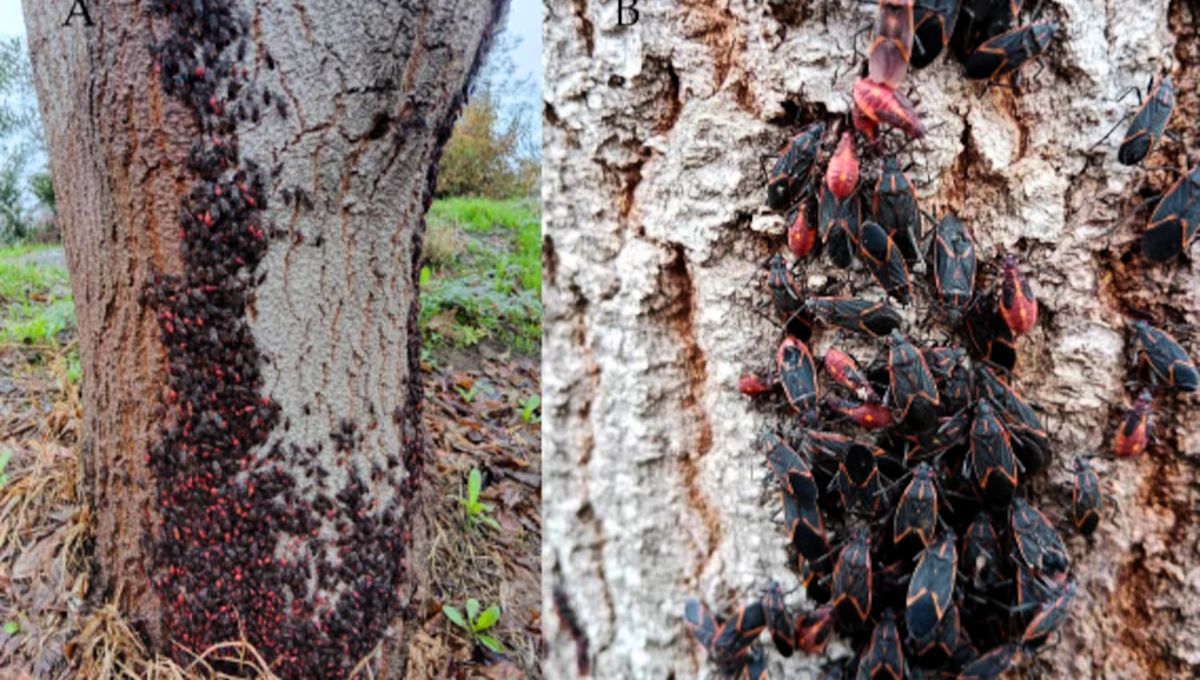 La chinche del arce es una plaga que preocupa a más de un vecino dentro de Mendoza
