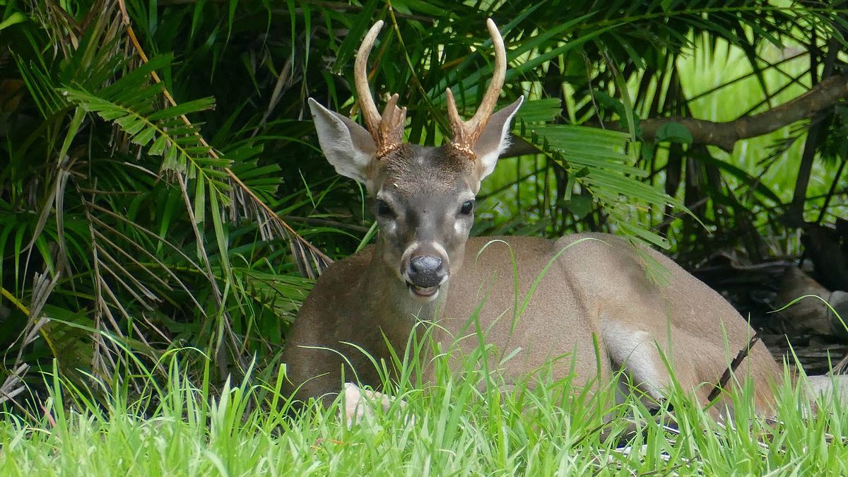 El pueblo de Nueva York que se encuentra en crisis por la invasión de un animal salvaje El pueblo de Nueva York que se encuentra en crisis por la invasión de un animal salvaje
