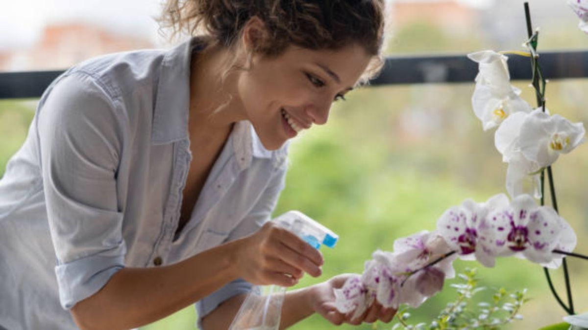 Mejor que el abono casero: lo que tenés que hacer con tus orquídeas para que estallen de flores en pocas semanas