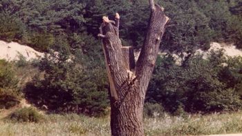 En 1976, un árbol llevó a Estados Unidos a movilizar cientos de militares a Corea del Norte