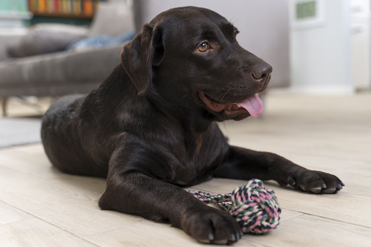 La ciencia empieza a aceptar: los animales tienen capacidades cognitivas mucho más avanzadas de lo que solemos creer. Crédito: Freepik. La ciencia empieza a aceptar: los animales tienen capacidades cognitivas mucho más avanzadas de lo que solemos creer. Crédito: Freepik.