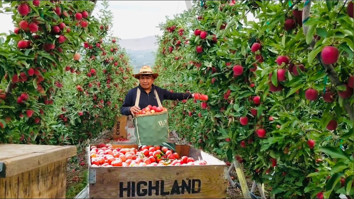 El mercado internacional de manzanas orgánicas sigue creciendo y Washington también lidera la producción ofreciendo trabajo a migrantes El mercado internacional de manzanas orgánicas sigue creciendo y Washington también lidera la producción ofreciendo trabajo a migrantes
