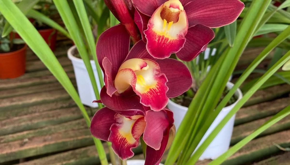 Esta orquídea requiere cuidados mínimos. Imagen: Pexels.