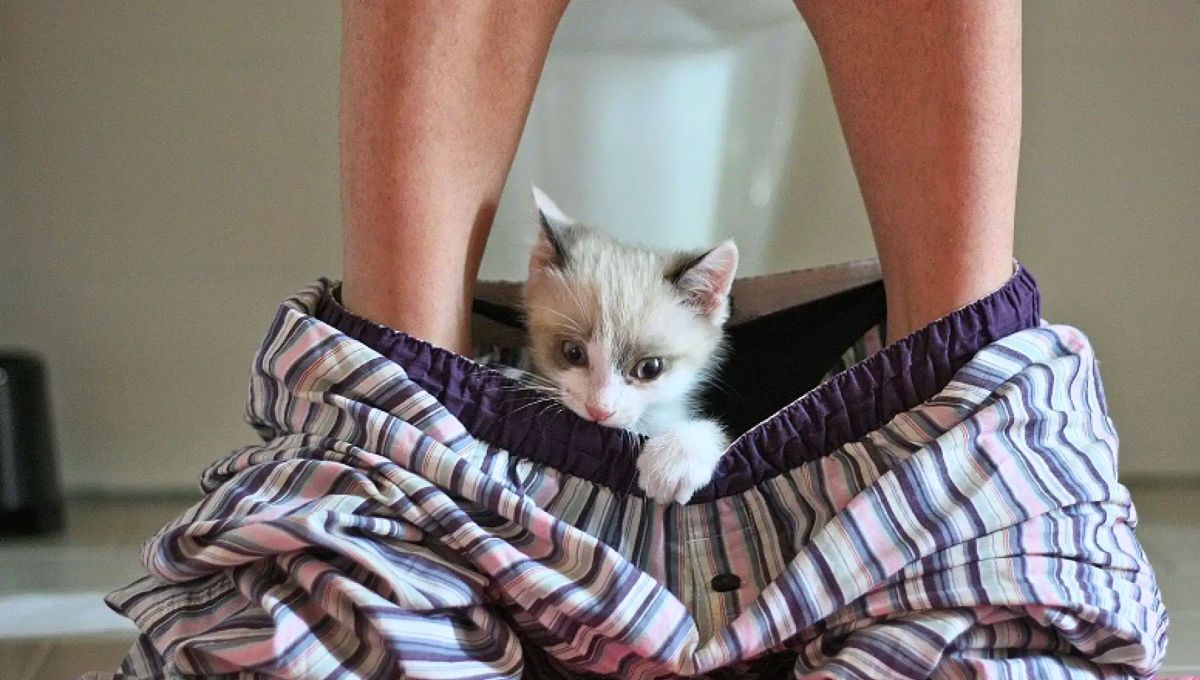 Por qué los gatos siguen a sus dueños al baño y qué significa