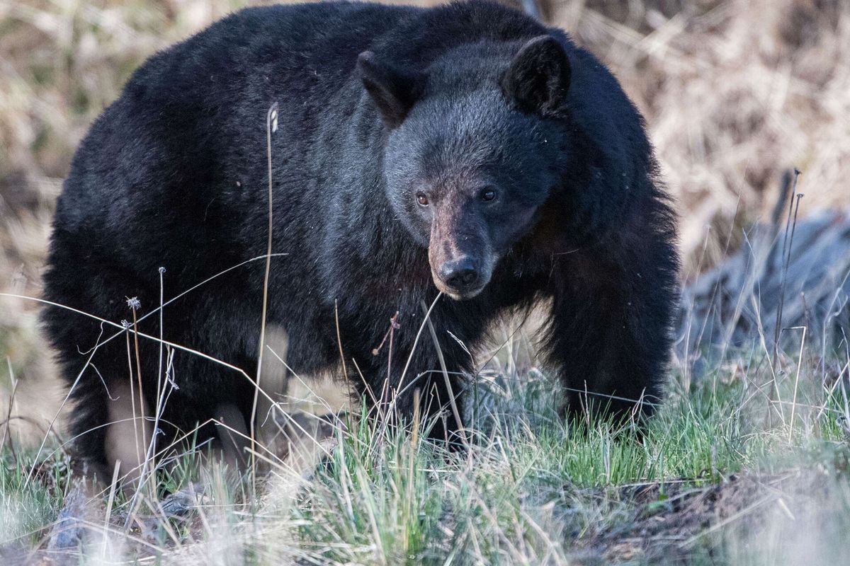 Los turistas no respetaron al oso, el animal más peligroso de Yellowstone. Los turistas no respetaron al oso, el animal más peligroso de Yellowstone.