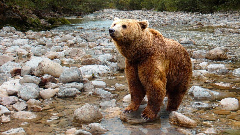Una mujer retó a un oso con su voz de mamá y pasó esto