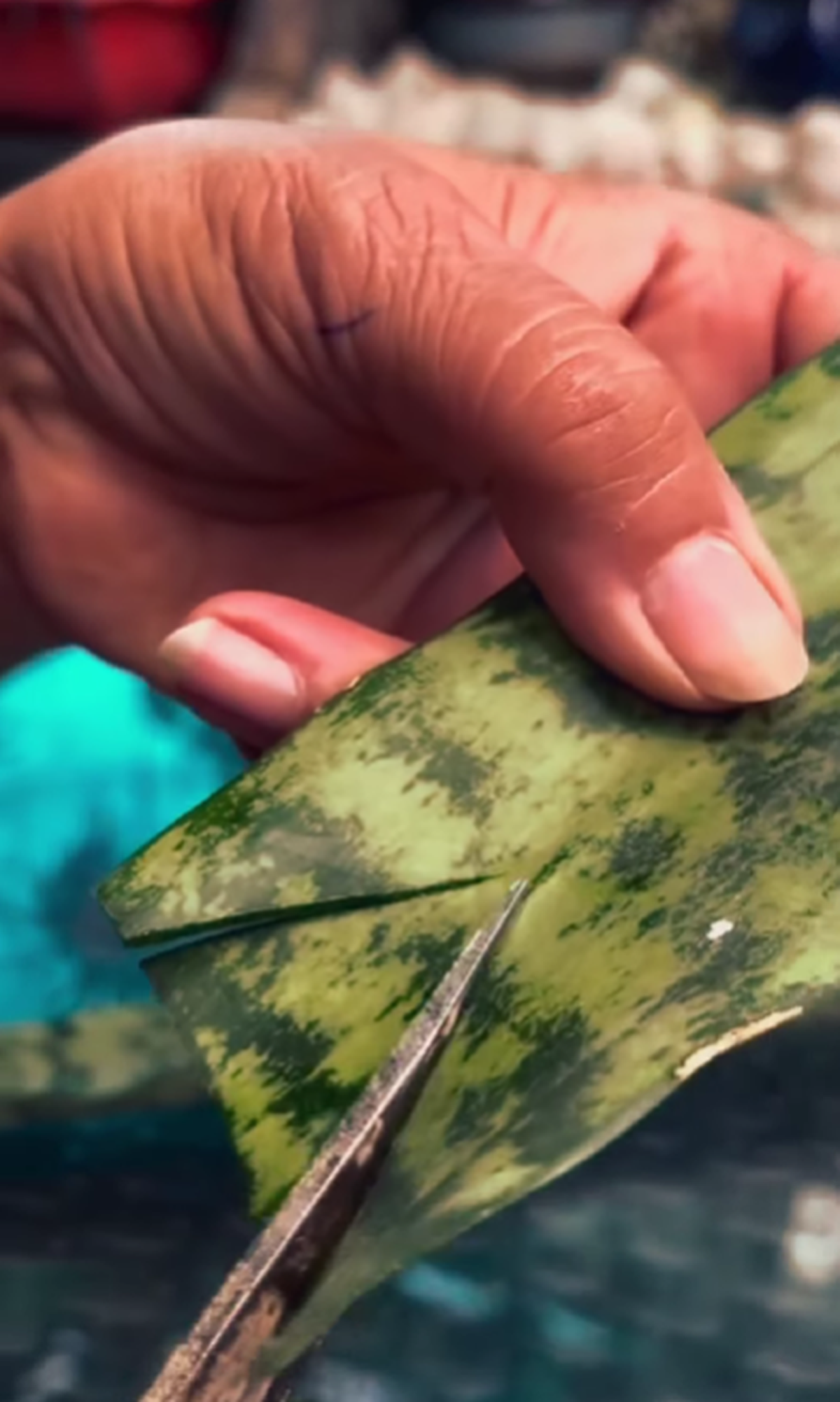 Truco de jardinería para reproducir una lengua de suegra. Truco de jardinería para reproducir una lengua de suegra.