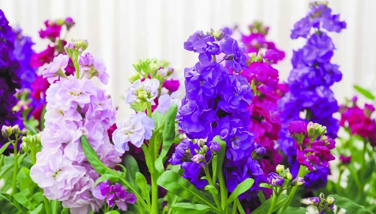 Las flores del alhelí cuentan con 4 pétalos y nacen en forma de racimo. Las flores del alhelí cuentan con 4 pétalos y nacen en forma de racimo.