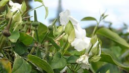 Esta planta trepadora es originaria de las regiones tropicales de Asia.