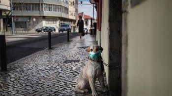 Coronavirus: los perros y gatos no pueden contagiarse ni transmitir la enfermedad