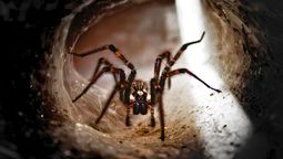 Un truco casero para combatir las plagas comunes del verano. Un truco casero para combatir las plagas comunes del verano.