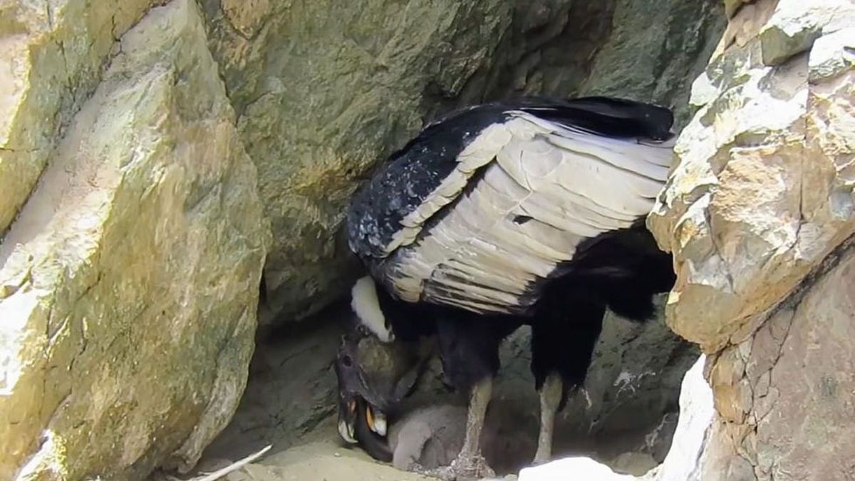 El pichón de cóndor andino tiene un largo período de dependencia de sus padres hasta salir del nido. El pichón de cóndor andino tiene un largo período de dependencia de sus padres hasta salir del nido.