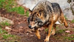 un animal en peligro de extincion regresa y ya autorizaron su caza por acabar con mas de 3.000 cabezas de ganado