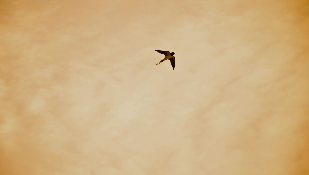 La presencia de este pájaro es un indicador claro del inicio de la primavera y regresa año tras año al mismo lugar. Muchas comunidades rurales en Argentina consideran a la golondrina como un símbolo de esperanza y renovación. La presencia de este pájaro es un indicador claro del inicio de la primavera y regresa año tras año al mismo lugar. Muchas comunidades rurales en Argentina consideran a la golondrina como un símbolo de esperanza y renovación.