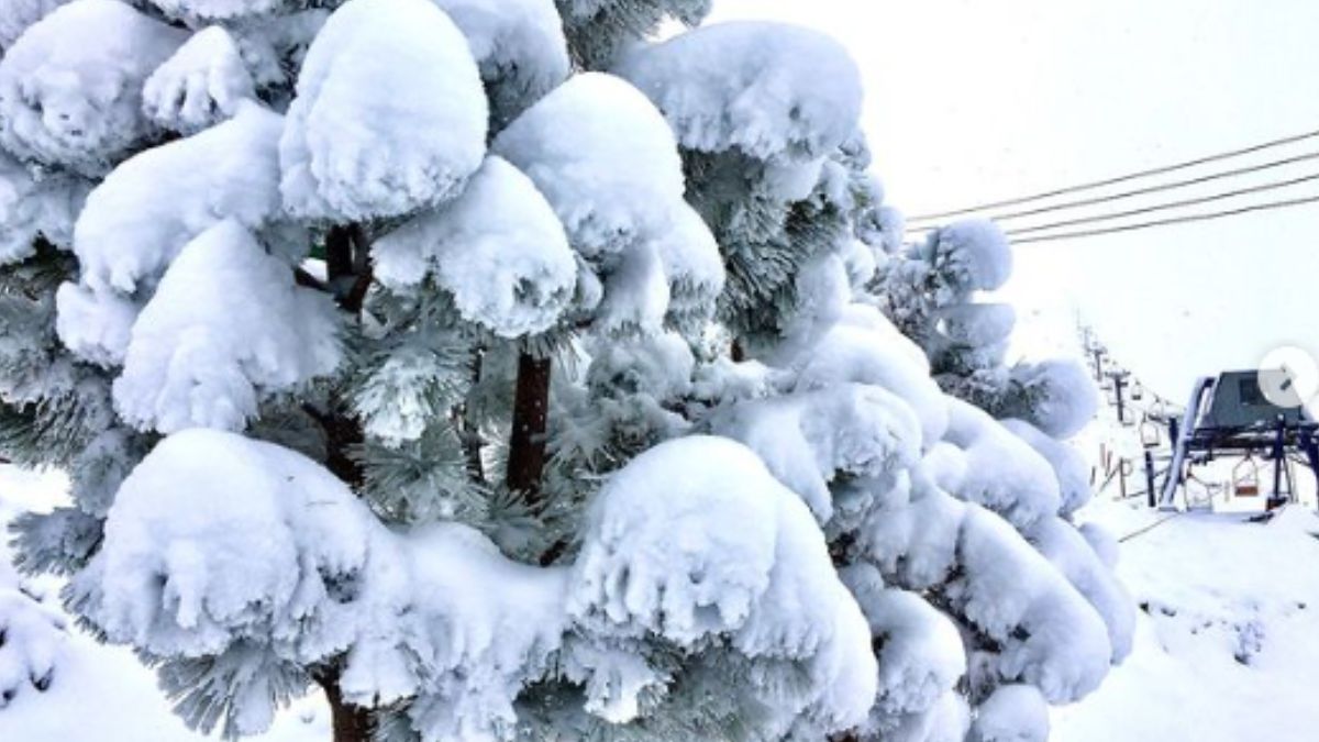 Un árbol tapado por el peso de la nieve en Vallecitos. Un árbol tapado por el peso de la nieve en Vallecitos.